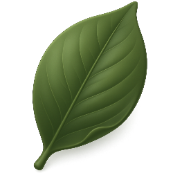 Green leaf on a white background