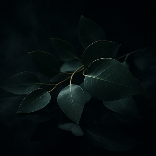 Dark green leaves on a black background